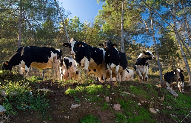  Visit to the cows 
